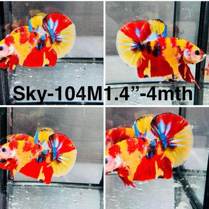 Live Male Betta Galaxy Nemo mixed colors Plakat (Sky-104) S307 High quality what you see what you get!!