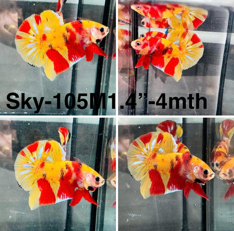 Live Male Betta Classic Nemo Duo Colors Plakat (Sky-105) S308 High quality what you see what you get!!