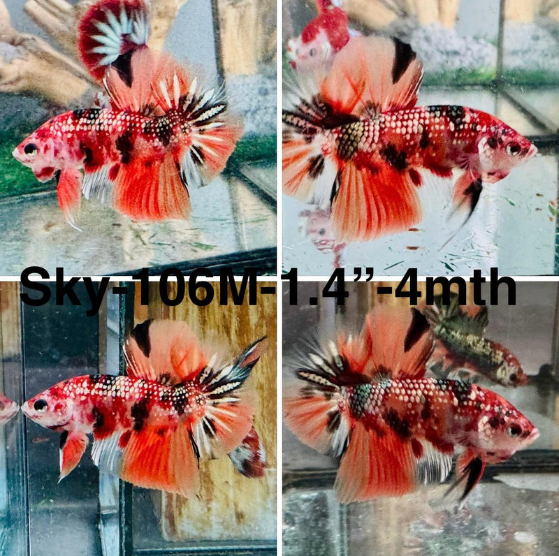 Live Male Betta Orange Copper Koi Metallic Plakat (Sky-106) S312 High quality what you see what you get!!