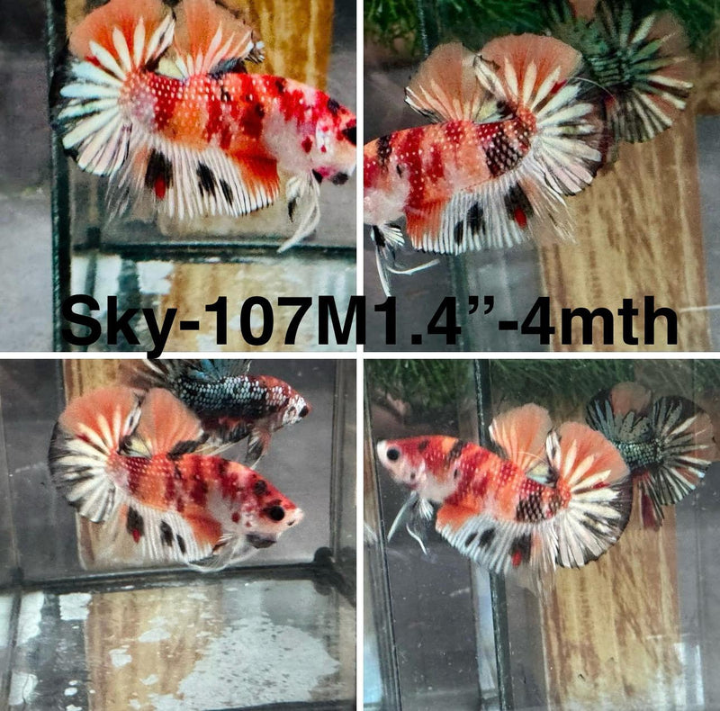 Live Male Betta Orange Copper Koi Metallic Plakat (Sky-107) S029 High quality what you see what you get!!