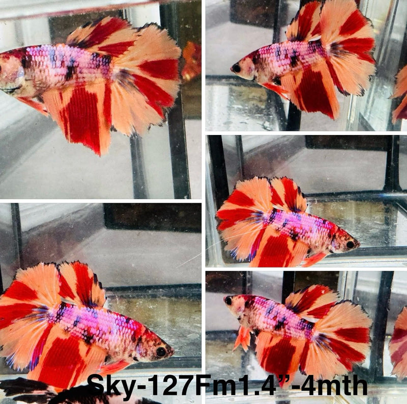 Live Female Betta Candy Nemo colors Halfmoon (Sky-127) S131 High quality what you see what you get!!