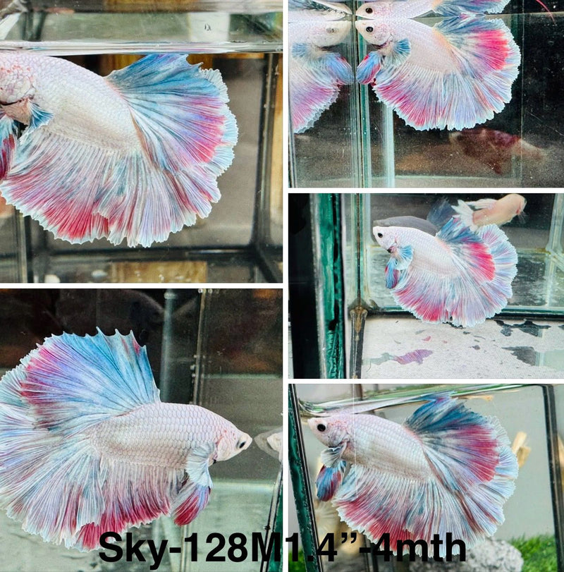 Live Male Betta Fancy Grizzle Pastel colors Halfmoon (Sky-128) High quality what you see what you get!!