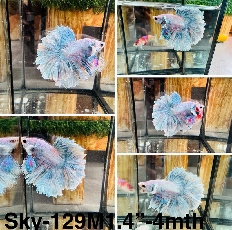 Live Male Betta Fancy Grizzle Pastel colors Halfmoon Rosetail (Sky-129) S269 High quality what you see what you get!!
