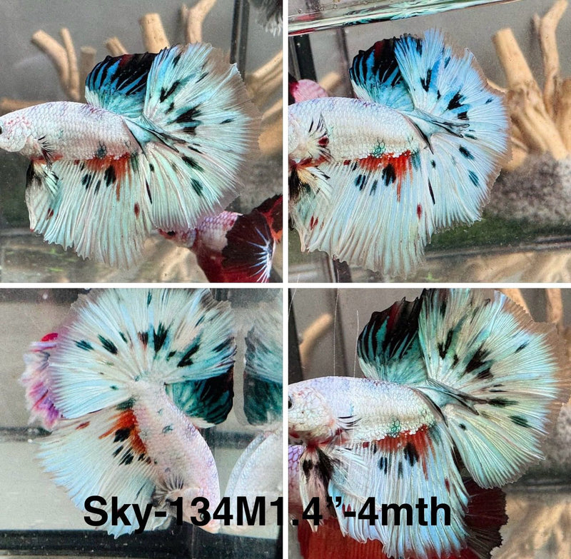 Live Male Betta Fancy marble Halfmoon (Sky-134) High quality what you see what you get!!