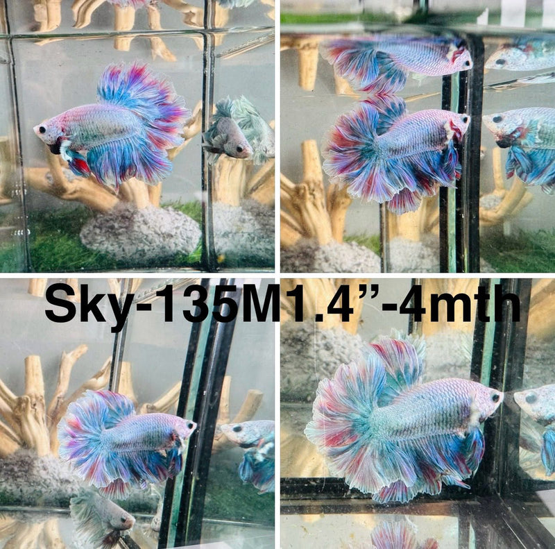Live Male Betta Fancy Grizzle Pastel colors Halfmoon Rosetail (Sky-135) S275 High quality what you see what you get!!