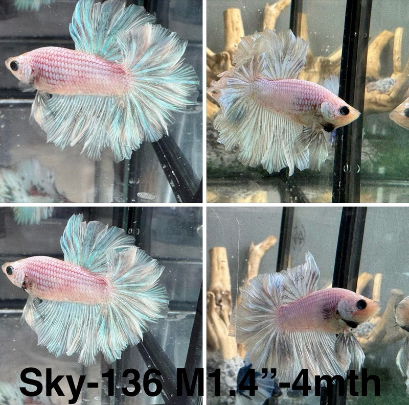 Live Male Betta Fancy Grizzle Pastel Opal colors Halfmoon Rosetail (Sky-136) S341  High quality what you see what you get!!