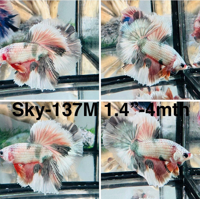 Live Male Betta Fancy marble Halfmoon (Sky-137) S342 High quality what you see what you get!!