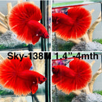 Live Male Betta Super Red Solid color Halfmoon (Sky-138) High quality what you see what you get!!