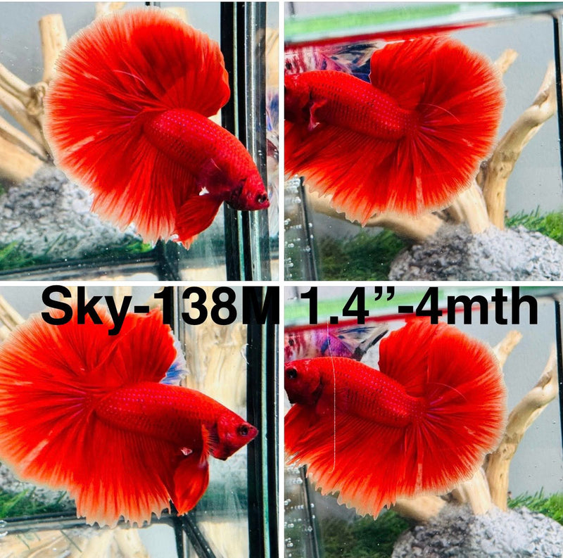 Live Male Betta Super Red Solid color Halfmoon (Sky-138) High quality what you see what you get!!
