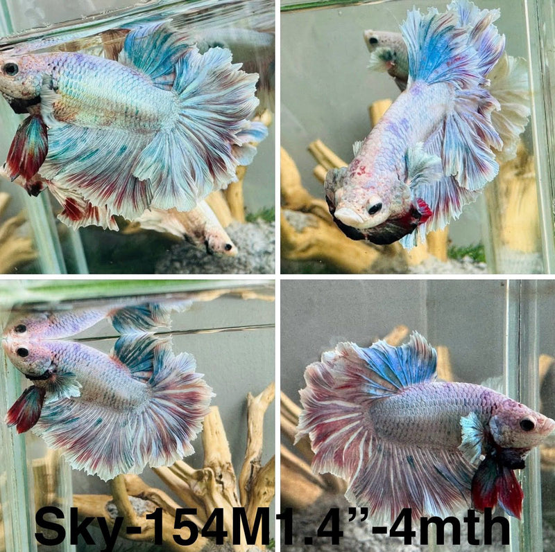 Live Male Betta Fancy Grizzle Pastel colors Halfmoon Rosetail (Sky-154) S160 High quality what you see what you get!!
