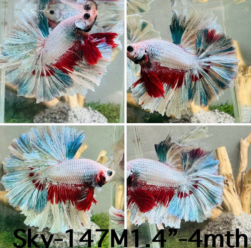 Live Male Betta Fancy Dragon Halfmoon Rosetail (Sky-147) S352 High quality what you see what you get!!