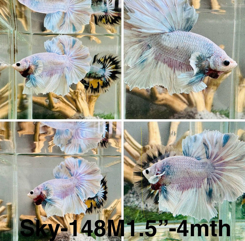 Live Male Betta Fancy Grizzle Pastel colors Halfmoon Rosetail (Sky-148) S353 High quality what you see what you get!!