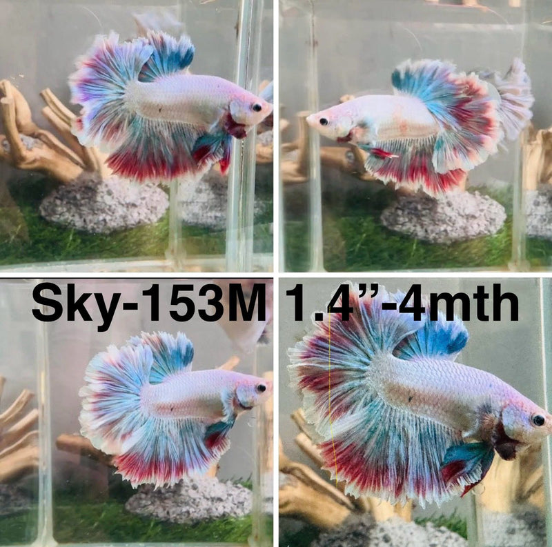 Live Male Betta Fancy Grizzle Pastel colors Halfmoon Rosetail (Sky-153) S361  High quality what you see what you get!!