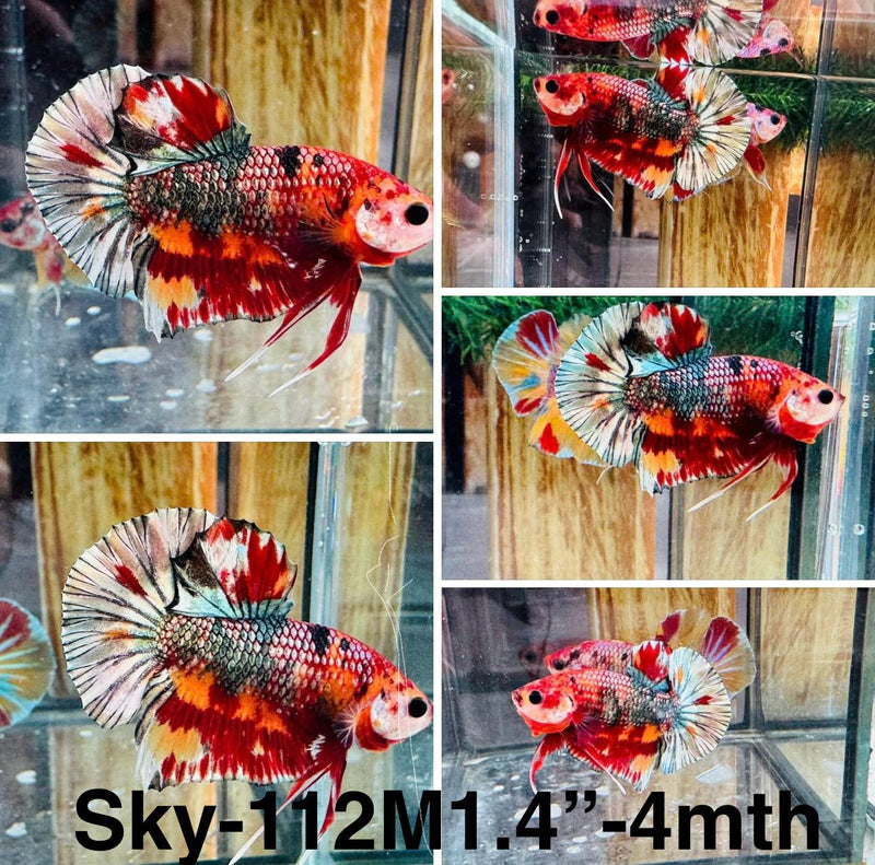 Live Male Betta Red Metallic Koi Plakat (Sky-112) S244 High quality what you see what you get!!