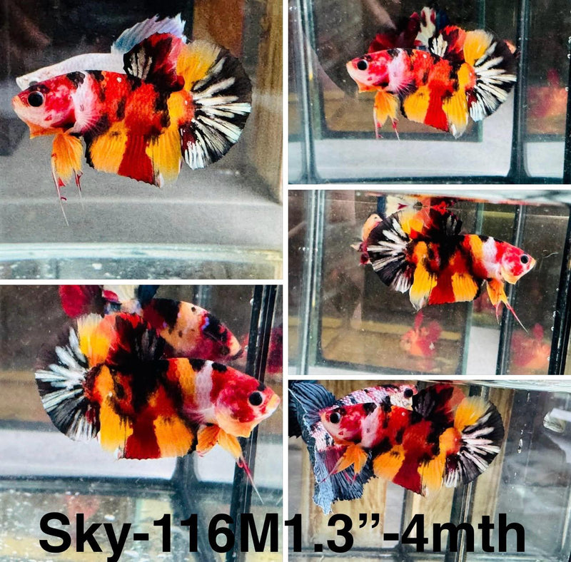 Live Male Betta Classic Nemo Plakat (Sky-116)  S045 High quality what you see what you get!!