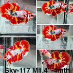 Live Male Betta Nemo Fire  Plakat (Sky-117) S111 High quality what you see what you get!!