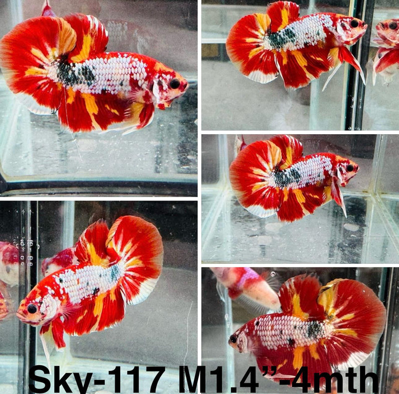 Live Male Betta Nemo Fire  Plakat (Sky-117) S111 High quality what you see what you get!!