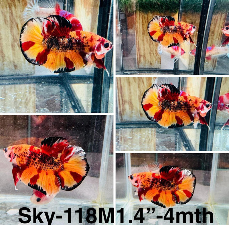 Live Male Betta Classic Nemo Plakat (Sky-118) S112 High quality what you see what you get!!
