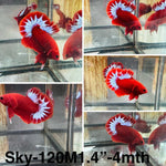Live Male Betta Red Hellboy Startail Plakat (Sky-120) High quality what you see what you get!!