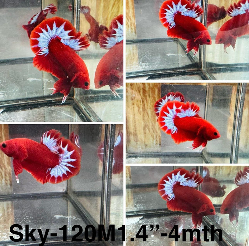 Live Male Betta Red Hellboy Startail Plakat (Sky-120) High quality what you see what you get!!