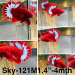 Live Male Betta Red Hellboy Startail Plakat (Sky-121) High quality what you see what you get!!