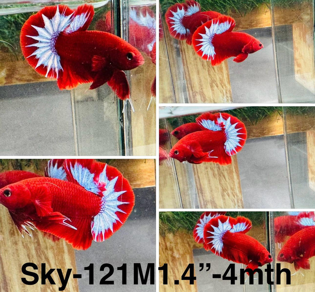 Live Male Betta Red Hellboy Startail Plakat (Sky-121) High quality what you see what you get!!