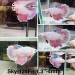 Live Female Betta Red Pink Pastel Halfmoon Rosetail (Sky-124) High quality what you see what you get!!