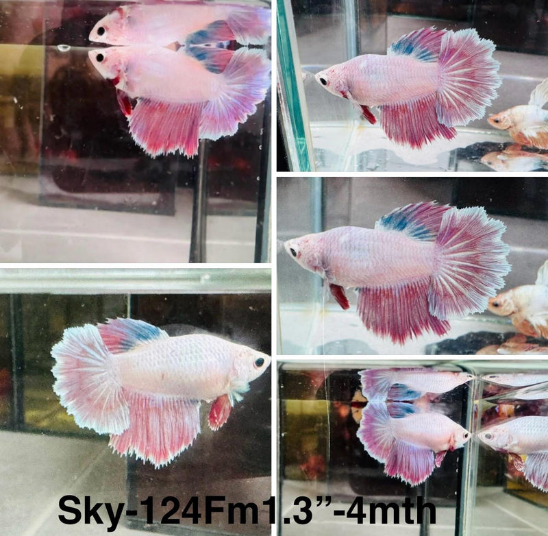 Live Female Betta Red Pink Pastel Halfmoon Rosetail (Sky-124) High quality what you see what you get!!