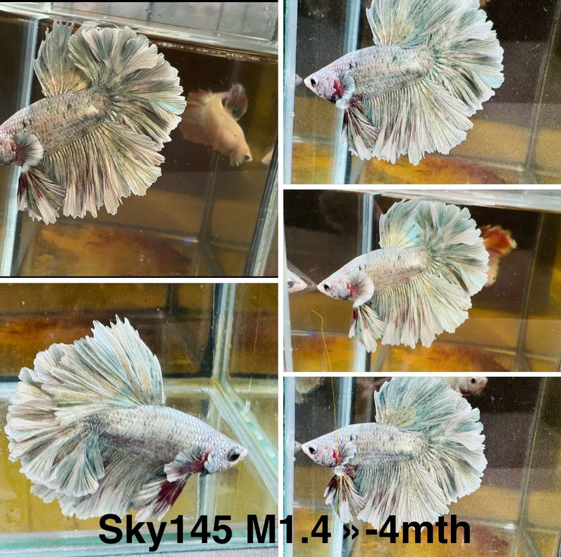 Live Male Betta Fancy Grizzle Pastel colors Halfmoon Rosetail (Sky-145) S280 High quality what you see what you get!!