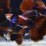 Live Fancy Guppy Fish Chocolate Dumbo Ear (CGP-157)R10C07, R10B05