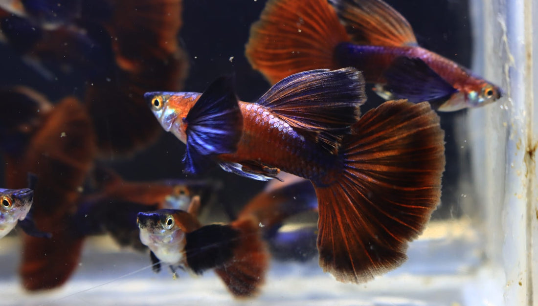 Live Fancy Guppy Fish Chocolate Dumbo Ear (CGP-157)R10C07, R10B05