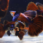 Live Fancy Guppy Fish Chocolate Dumbo Ear (CGP-157)R10C07, R10B05