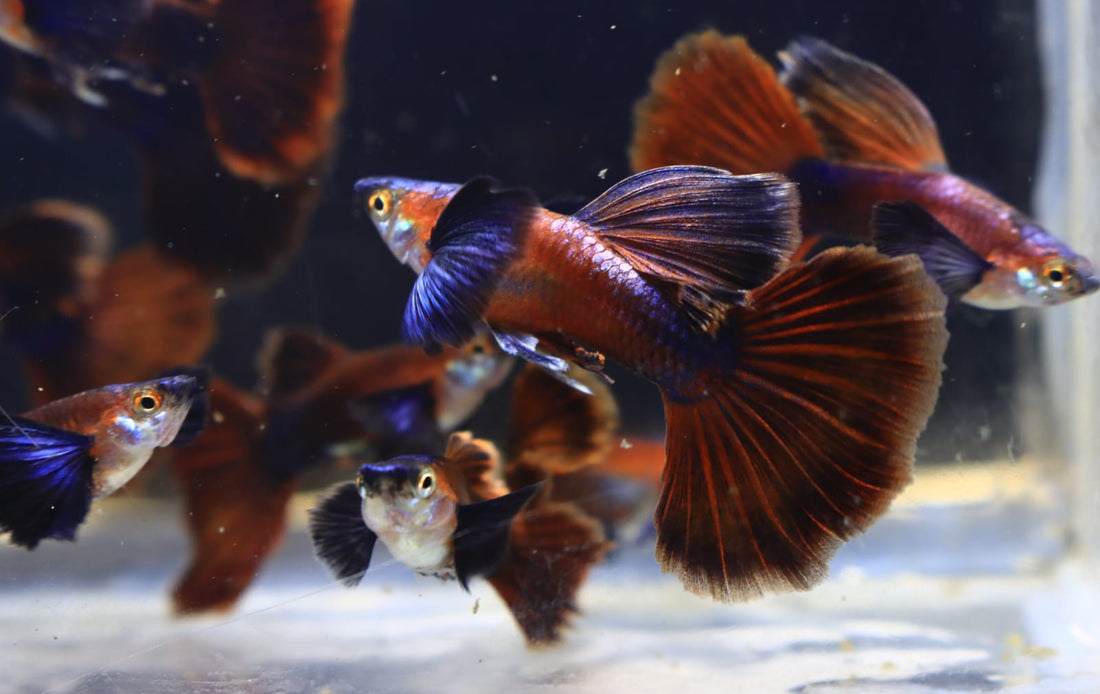 Live Fancy Guppy Fish Chocolate Dumbo Ear (CGP-157)R10C07, R10B05