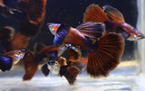 Live Fancy Guppy Fish Chocolate Dumbo Ear (CGP-157)R10C07, R10B05