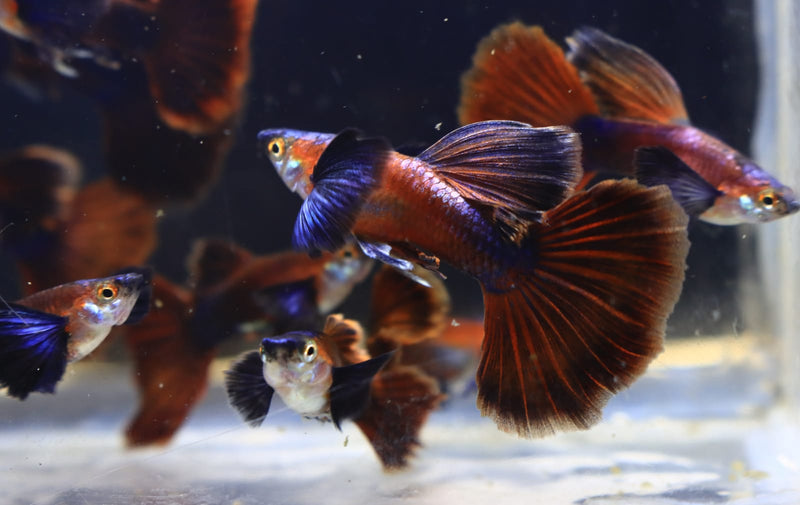 Live Fancy Guppy Fish Chocolate Dumbo Ear (CGP-157)