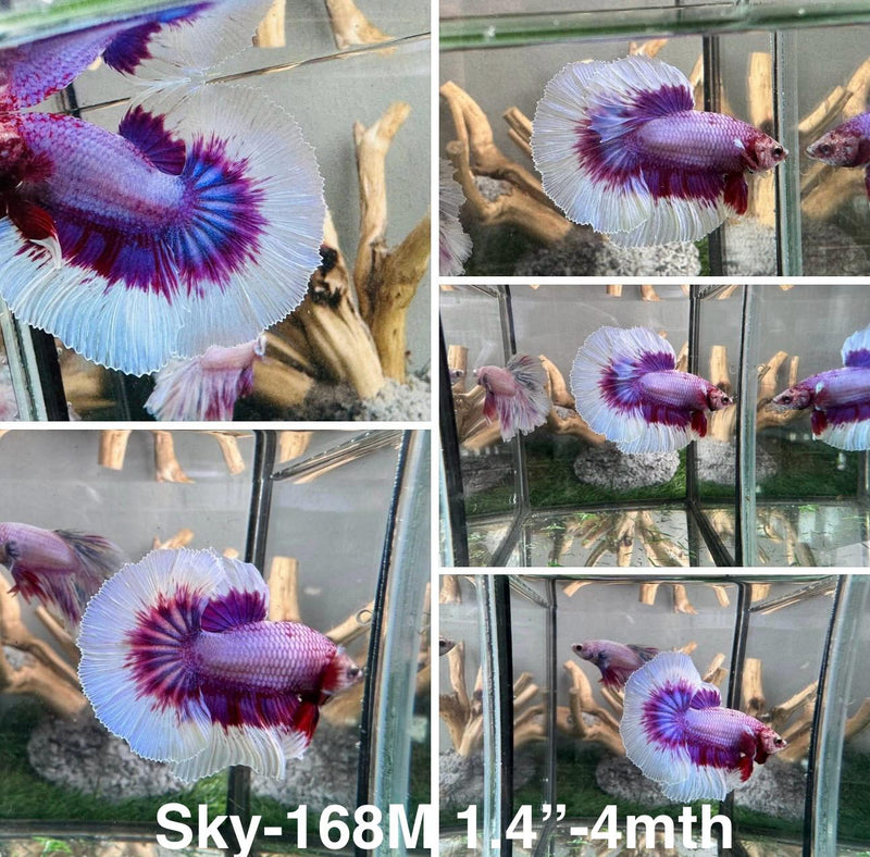Live Male Betta Purple Salamander Butterfly Halfmoon (Sky-168)S344 High quality what you see what you get!!