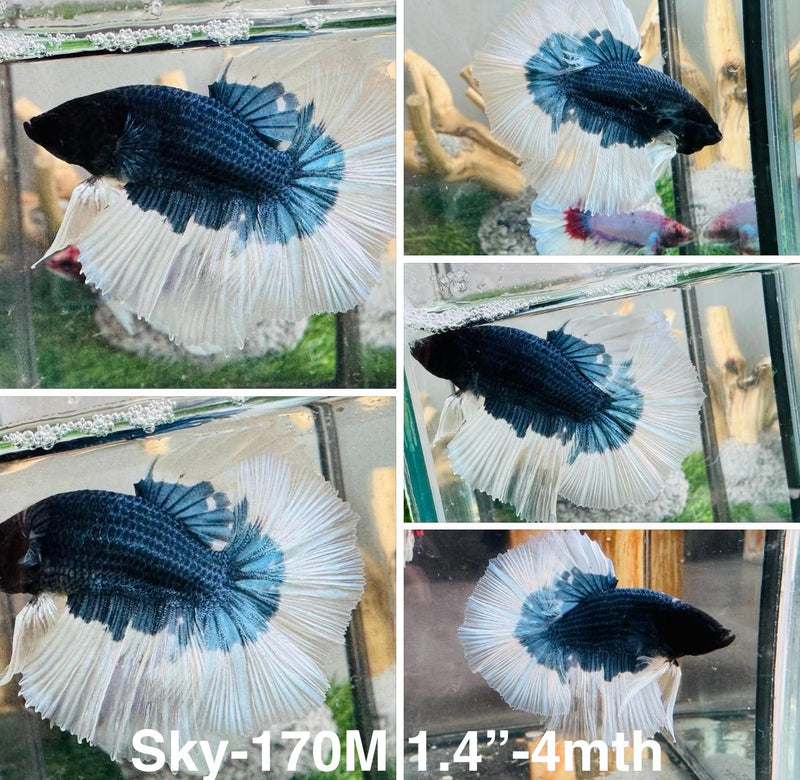 Live Male Betta Steelblue Butterfly Halfmoon (Sky-170)S195 High quality what you see what you get!!