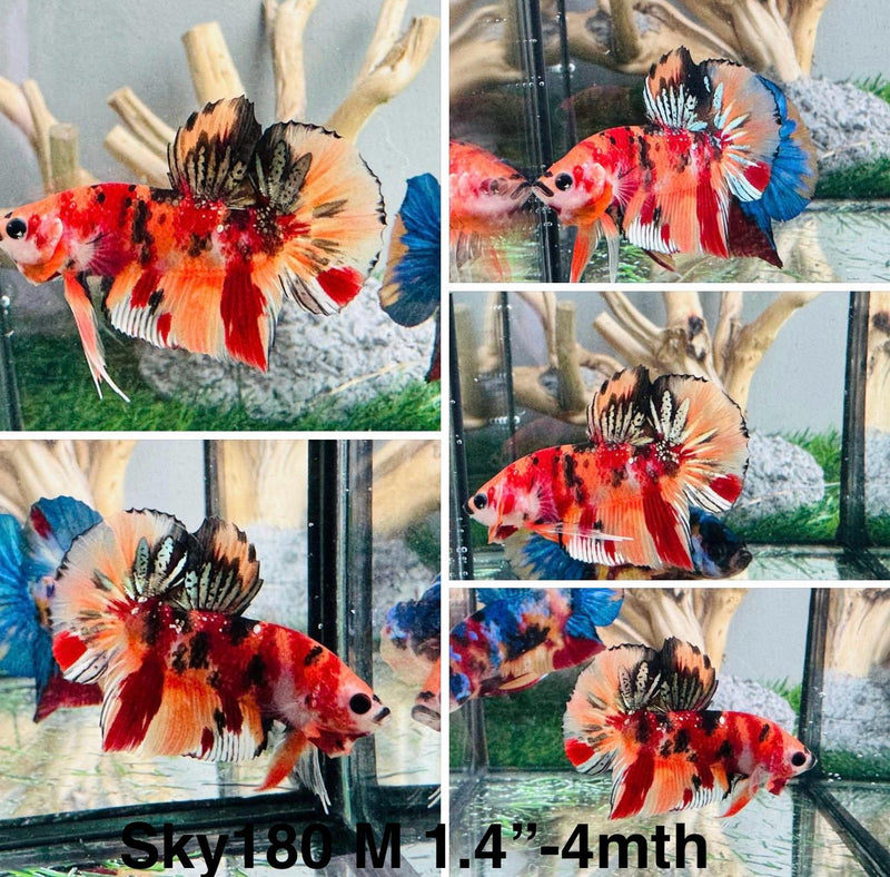 Live Male Betta Copper Nemo Plakat (Sky-180)S268 High quality what you see what you get!!