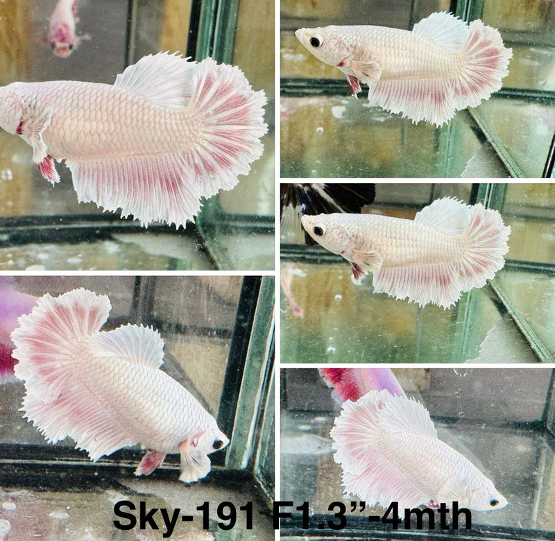 Live Female Betta Fancy Dragon Pastel Colors Halfmoon Rosetail (Sky-191)S318 High quality what you see what you get!!