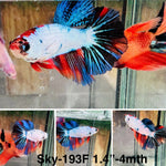 Live Female Betta Fancy Marble Halfmoon (Sky-193)S382 High quality what you see what you get!!