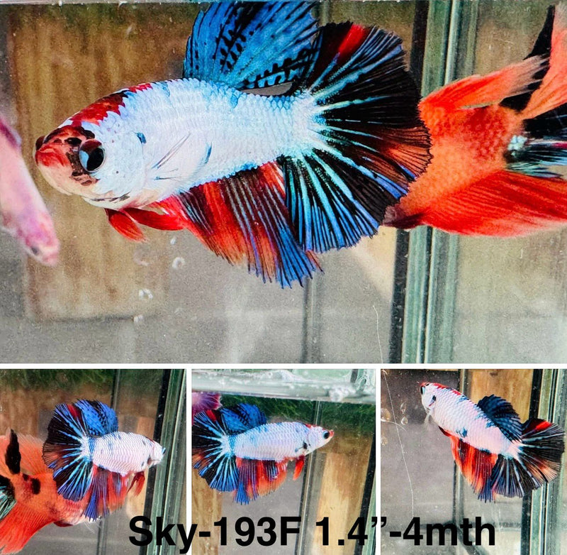 Live Female Betta Fancy Marble Halfmoon (Sky-193)S382 High quality what you see what you get!!