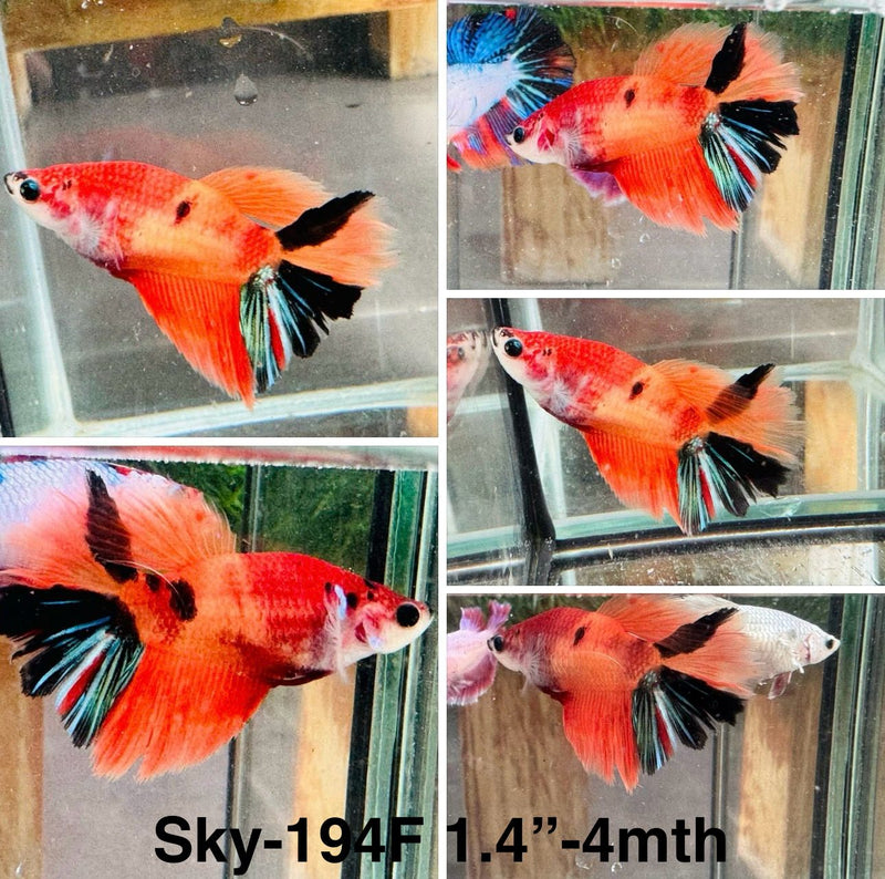 Live Female Betta Classic Orange Koi Halfmoon (Sky-194)S383 High quality what you see what you get!!