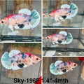 Live Female Betta Fancy Koi Plakat (Sky-196)S385 High quality what you see what you get!!