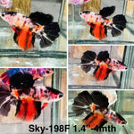 Live Female Betta Black Koi Halfmoon (Sky-198)S386 High quality what you see what you get!!