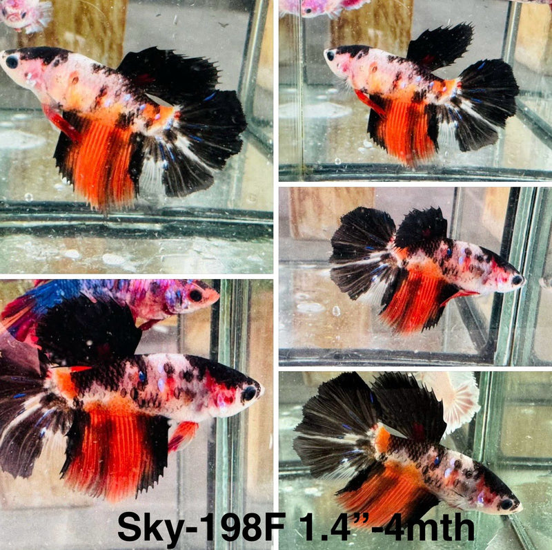 Live Female Betta Black Koi Halfmoon (Sky-198)S386 High quality what you see what you get!!