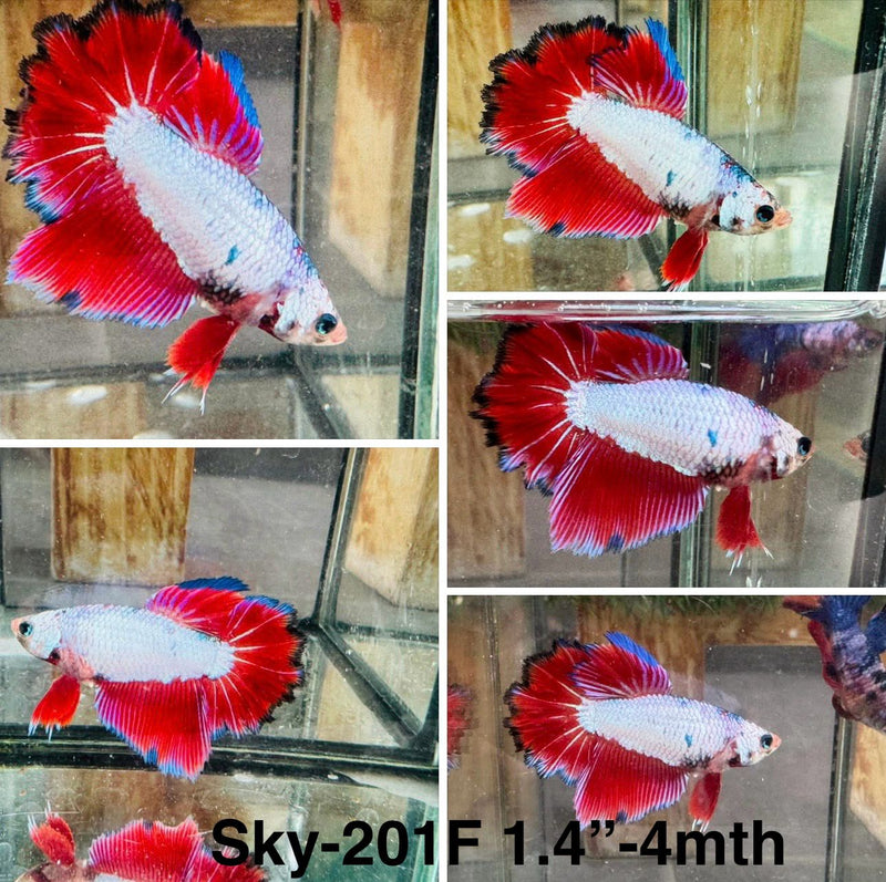 Live Female Betta Fancy Marble Halfmoon Rosetail (Sky-201)S235 High quality what you see what you get!!