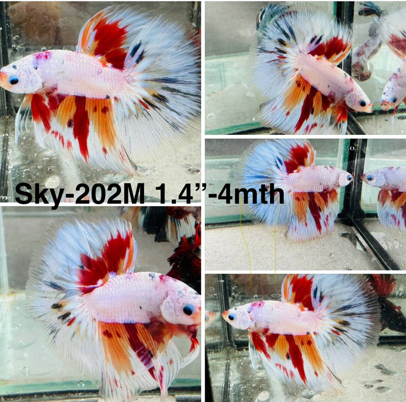 Live Male Betta Candy Nemo Halfmoon (Sky-202)S035 High quality what you see what you get!!