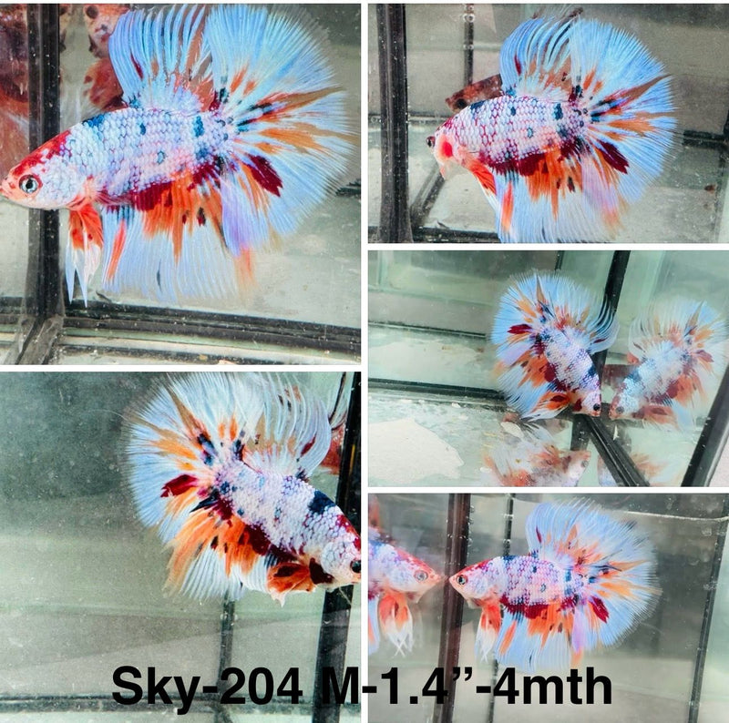 Live Male Betta Candy marble Halfmoon (Sky-204)S125 High quality what you see what you get!!