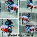 Live Male Betta Fancy marble mixed colors Halfmoon (Sky-207) High quality what you see what you get!!