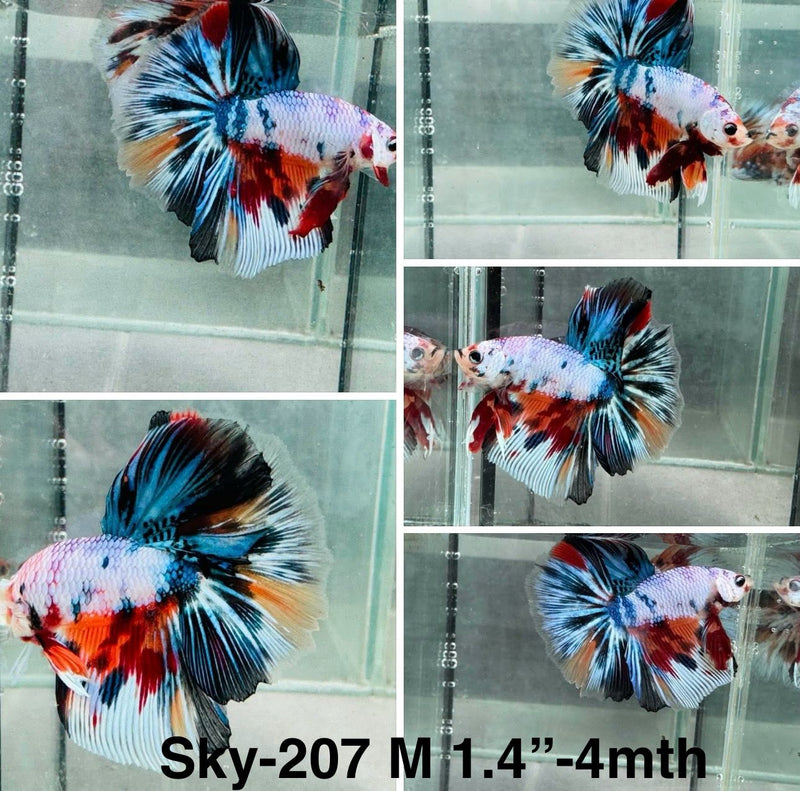Live Male Betta Fancy marble mixed colors Halfmoon (Sky-207) High quality what you see what you get!!